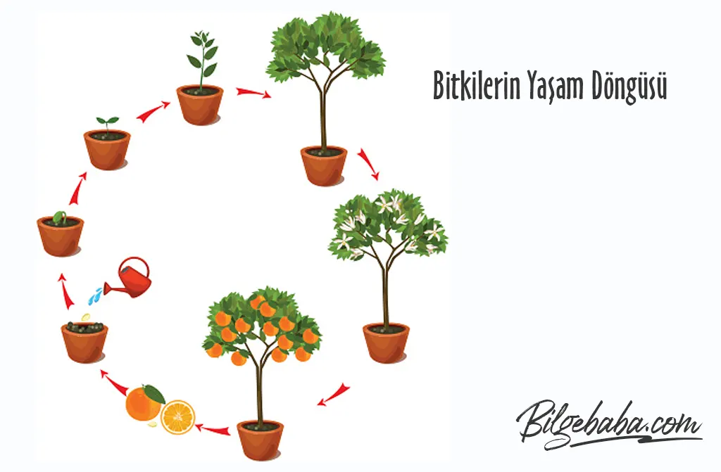 Bitkilerin Yaşam Döngüsü