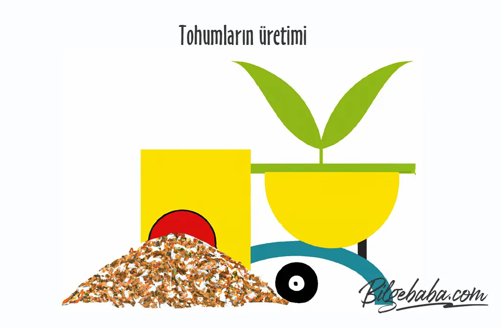 Tohumların Üretimi
