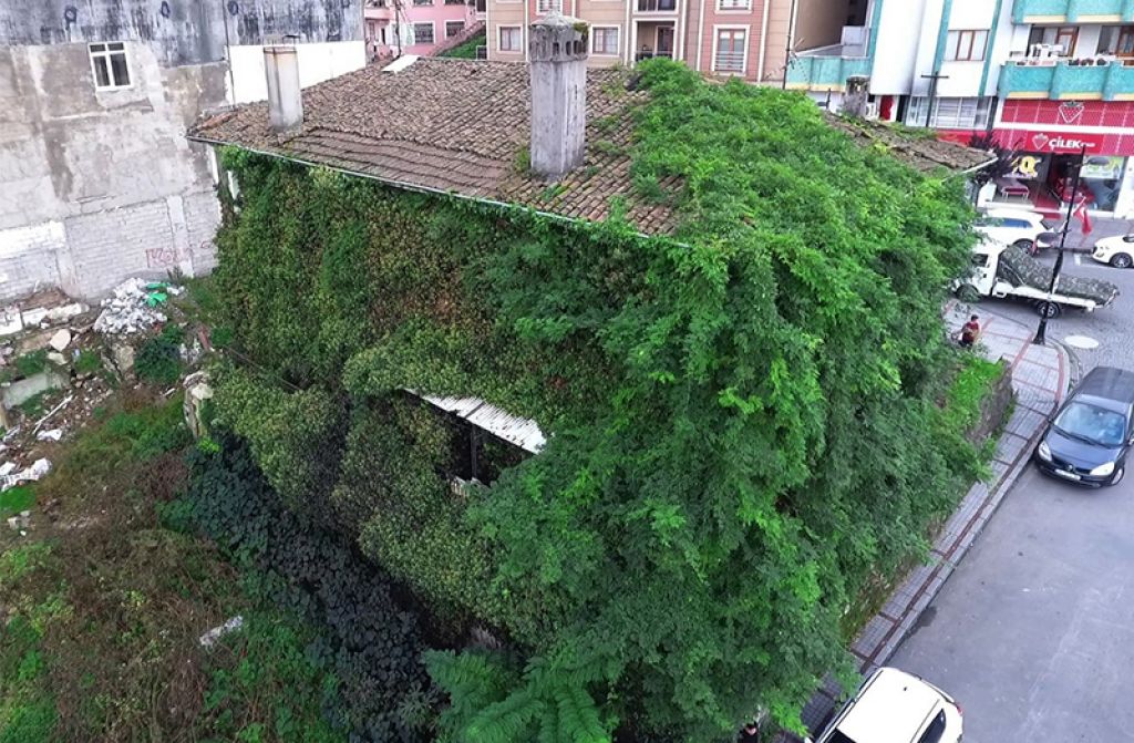 Bazı Bitkiler Duvarlara Nasıl Tırmanırlar?