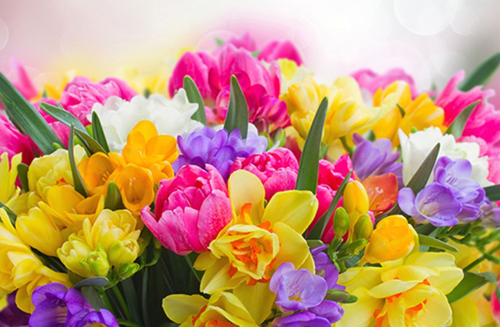 Çiçeklerin Hepsi Neden Aynı Renk Değildir? Çiçeklerin Hepsi Neden Aynı Renk Değildir?