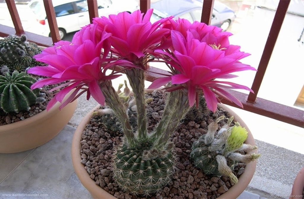 Etli Bitkilerin Üzerlerinde Niçin Dikenler Vardır? Etli Bitkilerin Üzerlerinde Niçin Dikenler Vardır?