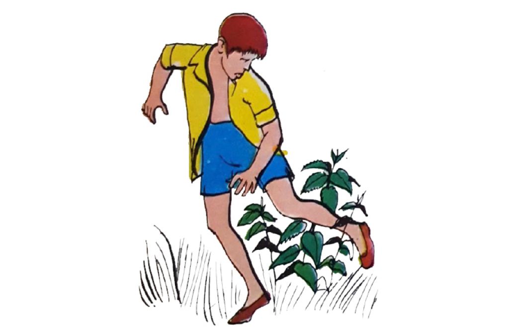 Isırganlar Neden Yakar (Dalar)?