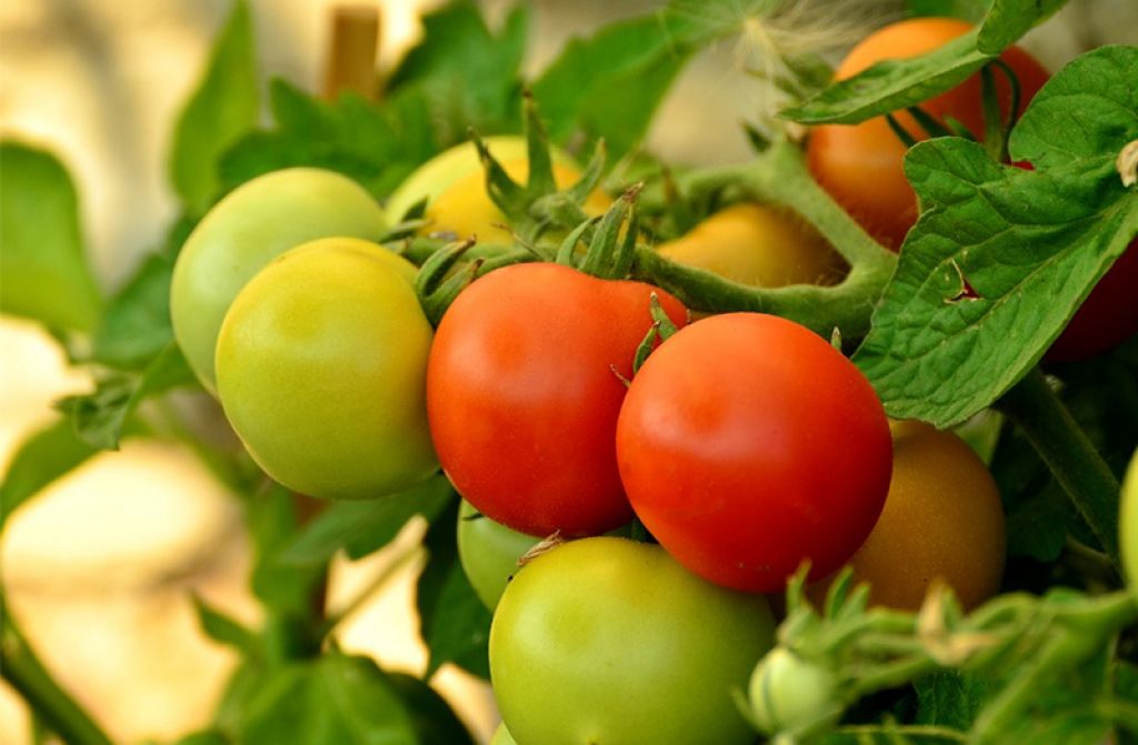 Meyveler Olgunlaştıkça Neden Renk Değiştirirler?