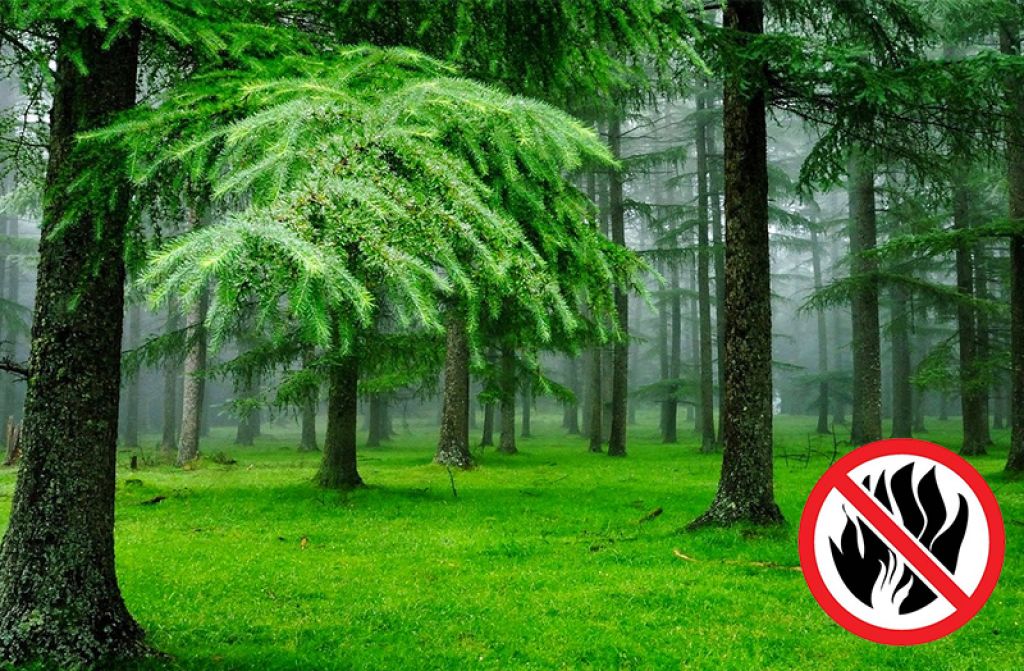 Ormanlarımızı Niçin Korumalıyız? Ormanlarımızı Niçin Korumalıyız?