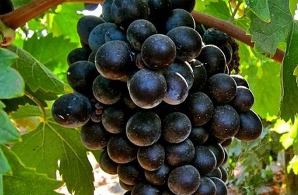 Üzümün Üzerinde Neden Yeşil Lekeler Vardır?